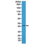 Alpha-Smooth Muscle Actin Antibody in Western Blot (WB)