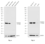 Calretinin Antibody in Western Blot (WB)
