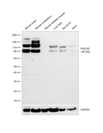 PSD-95 Antibody