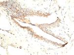 Asprosin Antibody in Immunohistochemistry (Paraffin) (IHC (P))