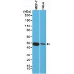 Cytokeratin 18 Antibody in Western Blot (WB)