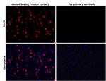 NeuN Antibody in Immunohistochemistry (Paraffin) (IHC (P))