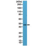 NeuN Antibody in Western Blot (WB)
