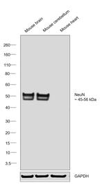 NeuN Antibody in Western Blot (WB)