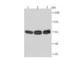 PTBP1 Antibody in Western Blot (WB)