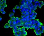 Cyclin A2 Antibody in Immunocytochemistry (ICC/IF)