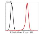 PSD-95 Antibody in Flow Cytometry (Flow)