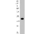 Fibrinogen Antibody in Western Blot (WB)