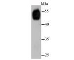 alpha Tubulin Antibody in Western Blot (WB)
