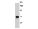alpha Tubulin Antibody in Western Blot (WB)