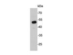 UTF1 Monoclonal Antibody (E0-F4)