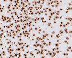 Histone H3 Antibody in Immunohistochemistry (Paraffin) (IHC (P))