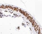 Histone H3 Antibody in Immunohistochemistry (Paraffin) (IHC (P))