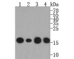 Histone H3 Antibody in Western Blot (WB)