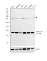 Histone H3 Antibody in Western Blot (WB)