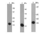 Histone H3 Antibody in Western Blot (WB)