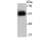 V5 Tag Antibody in Western Blot (WB)