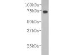 Complement C3b Monoclonal Antibody (11-10)