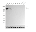 CD22 Antibody in Western Blot (WB)