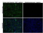 c-Kit Antibody in Immunohistochemistry (Paraffin) (IHC (P))