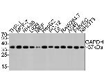 GAPDH Antibody in Western Blot (WB)