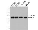 GAPDH Antibody in Western Blot (WB)