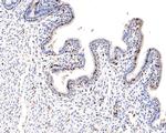 Ki-67 Antibody in Immunohistochemistry (Paraffin) (IHC (P))