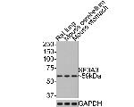 SF3A3 Antibody in Western Blot (WB)