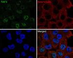 TAF3 Recombinant Rabbit Monoclonal Antibody (JE64-97)
