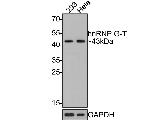 RBMXL2 Antibody in Western Blot (WB)