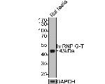RBMXL2 Antibody in Western Blot (WB)