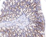 RASEF Recombinant Rabbit Monoclonal Antibody (JE65-33)