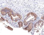 IQGAP2 Antibody in Immunohistochemistry (Paraffin) (IHC (P))