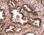 MST4 Antibody in Immunohistochemistry (Paraffin) (IHC (P))