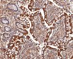 MST4 Antibody in Immunohistochemistry (Paraffin) (IHC (P))