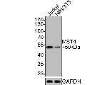 MST4 Antibody in Western Blot (WB)