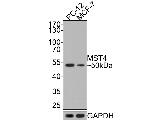 MST4 Antibody in Western Blot (WB)