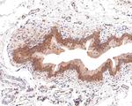 GALT Antibody in Immunohistochemistry (Paraffin) (IHC (P))