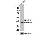 NSDHL Antibody in Western Blot (WB)