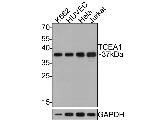 TCEA1 Antibody in Western Blot (WB)