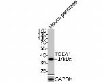 TCEA1 Antibody in Western Blot (WB)