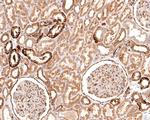 TMEM43 Antibody in Immunohistochemistry (Paraffin) (IHC (P))