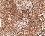 TMEM43 Antibody in Immunohistochemistry (Paraffin) (IHC (P))