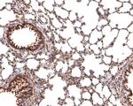 TMEM43 Antibody in Immunohistochemistry (Paraffin) (IHC (P))