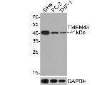 TMEM43 Antibody in Western Blot (WB)