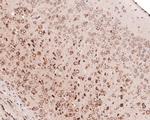 EMC4 Antibody in Immunohistochemistry (Paraffin) (IHC (P))