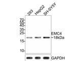 EMC4 Antibody in Western Blot (WB)