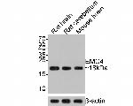 EMC4 Antibody in Western Blot (WB)