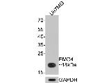 EMC4 Antibody in Western Blot (WB)