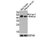 HOMER1 Recombinant Rabbit Monoclonal Antibody (JE65-19)
